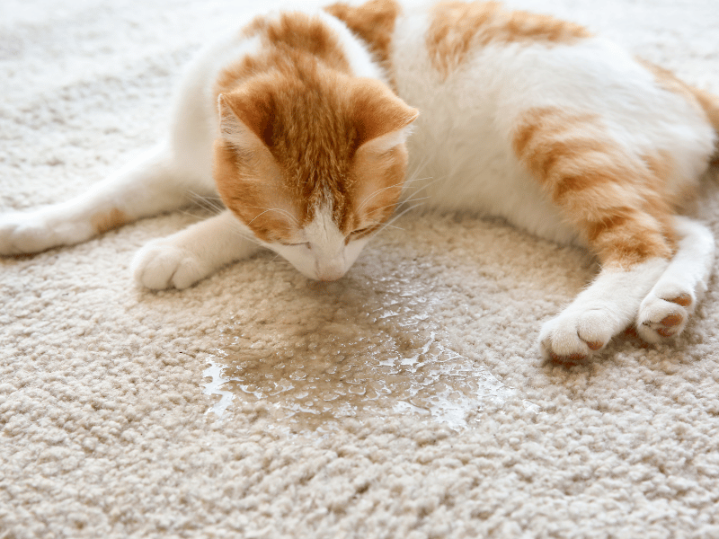 Cat Urine on Carpet