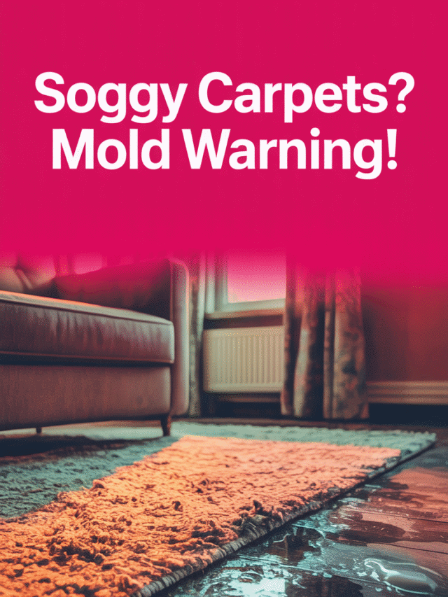 How Long Before Mold Grows on Damp Carpet?